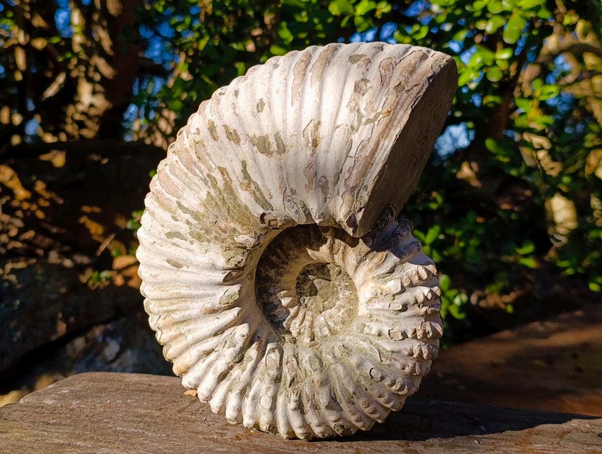 Natural XL Douvilleiceras White Spiny Ammonite x 1 From Tulear, Madagascar