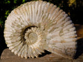 Natural XL Douvilleiceras White Spiny Ammonite x 1 From Tulear, Madagascar