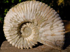 Natural XL Douvilleiceras White Spiny Ammonite x 1 From Tulear, Madagascar