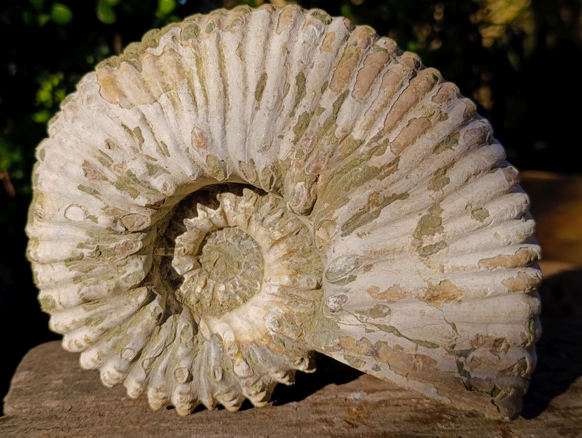 Natural XL Douvilleiceras White Spiny Ammonite x 1 From Tulear, Madagascar