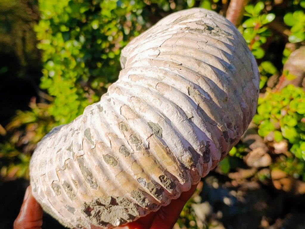 Natural XL Douvilleiceras White Spiny Ammonite x 1 From Tulear, Madagascar
