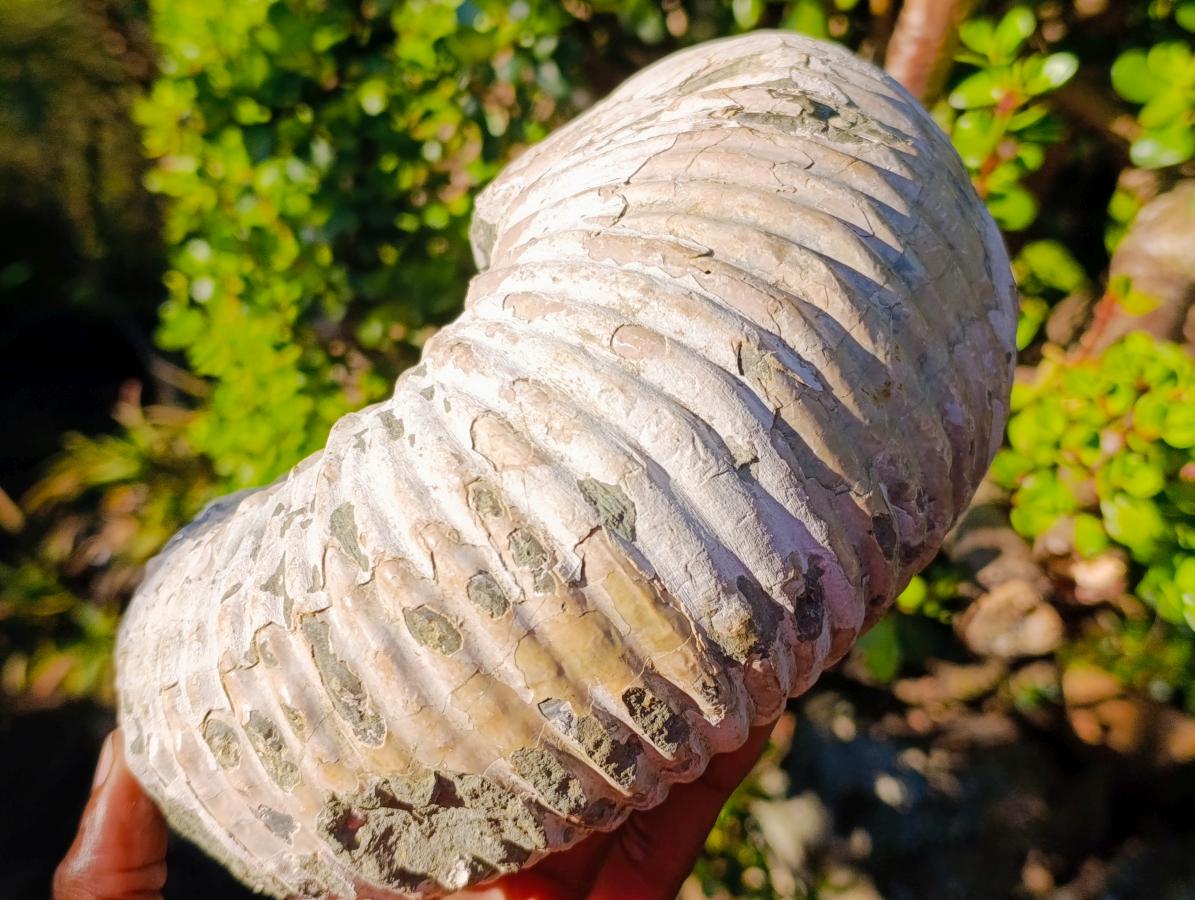 Natural XL Douvilleiceras White Spiny Ammonite x 1 From Tulear, Madagascar
