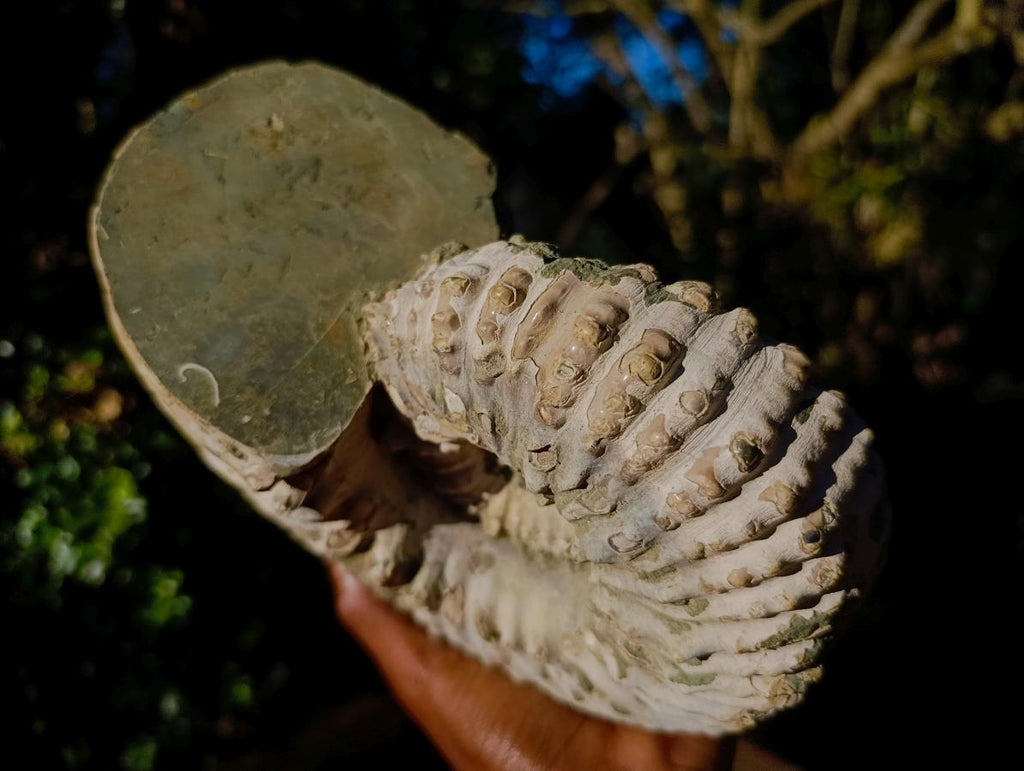 Natural XL Douvilleiceras White Spiny Ammonite x 1 From Tulear, Madagascar