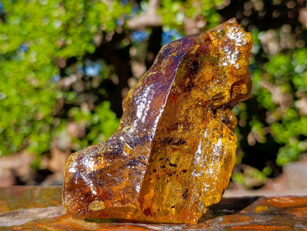 Natural XL Cabinet Size Copal Amber x 1 From From Nosy Varika, Madagascar