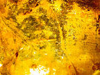 Natural XL Cabinet Size Copal Amber x 1 From From Nosy Varika, Madagascar