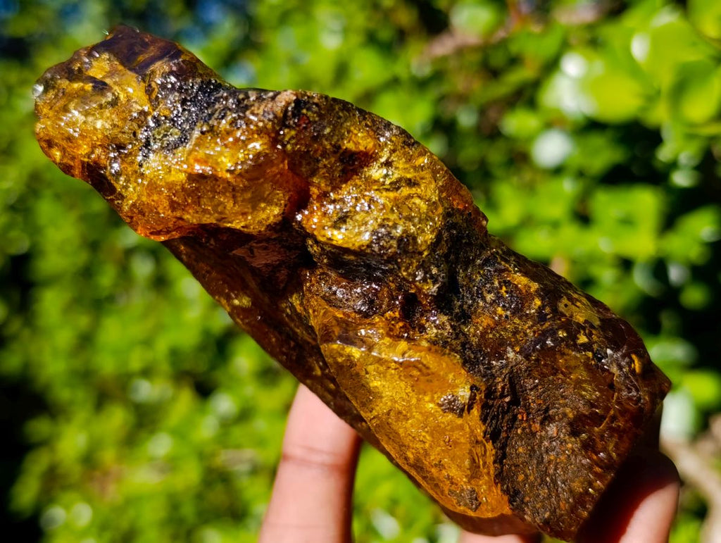 Natural XL Cabinet Size Copal Amber x 1 From From Nosy Varika, Madagascar