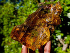 Natural XL Cabinet Size Copal Amber x 1 From From Nosy Varika, Madagascar