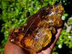 Natural XL Cabinet Size Copal Amber x 1 From From Nosy Varika, Madagascar