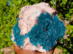 Natural XL Dioptase Specimen on a Dolomite Matrix x 1 From Likasi, Congo