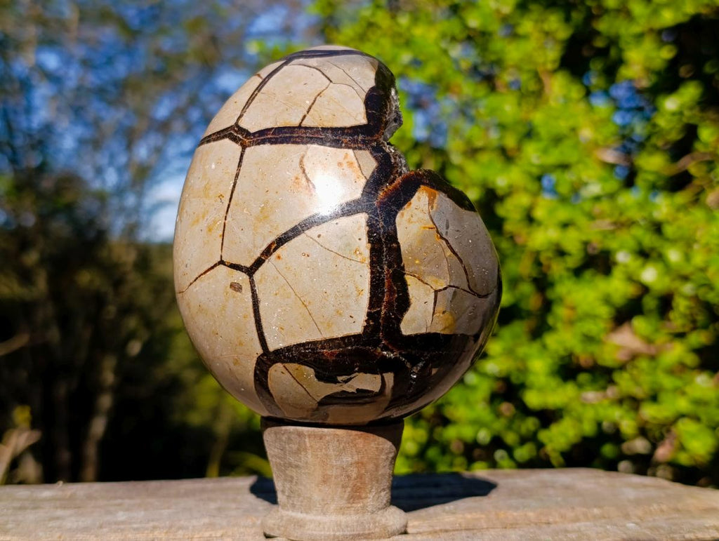 Polished Septerye Sauvage "Dragons Egg" x 1 From Mahajanga, Madagascar