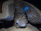 Polished Septerye Sauvage "Dragons Egg" x 1 From Mahajanga, Madagascar