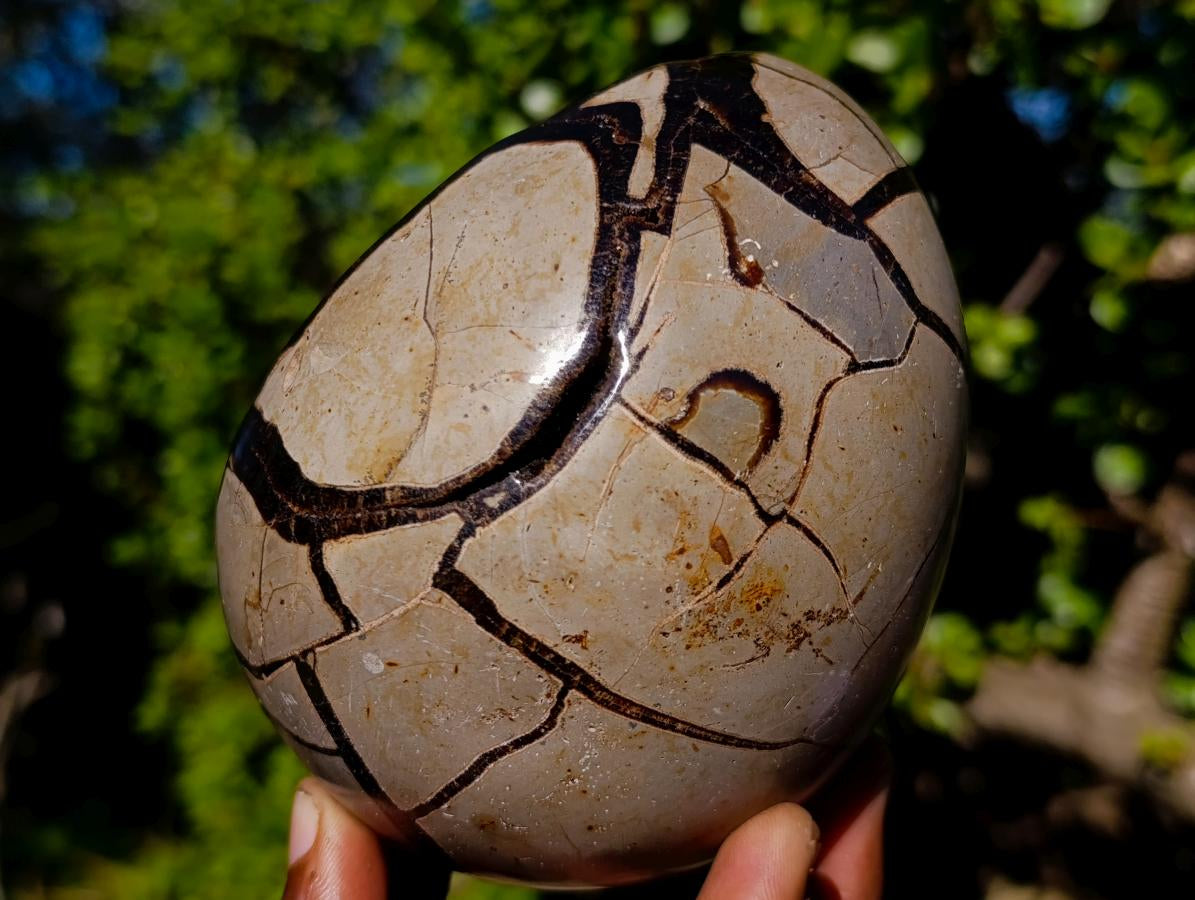 Polished Septerye Sauvage "Dragons Egg" x 1 From Mahajanga, Madagascar