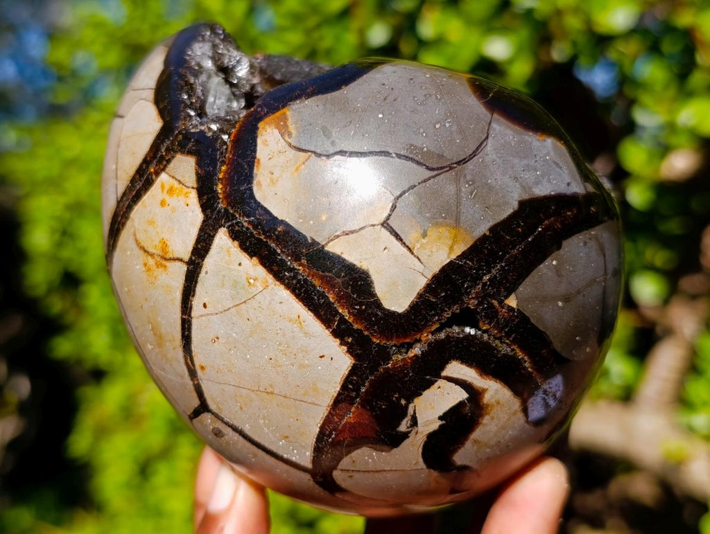 Polished Septerye Sauvage "Dragons Egg" x 1 From Mahajanga, Madagascar