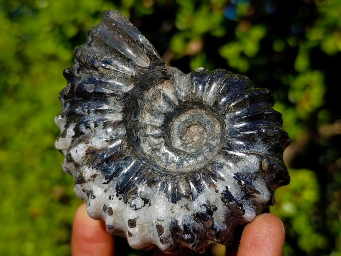 Polished Black Douvilleiceras Spiny Ammonite x 1 From Maintirano, Madagascar