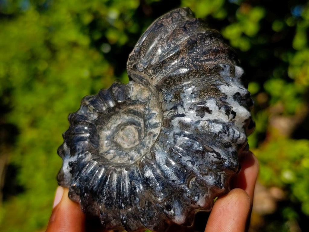 Polished Black Douvilleiceras Spiny Ammonite x 1 From Maintirano, Madagascar