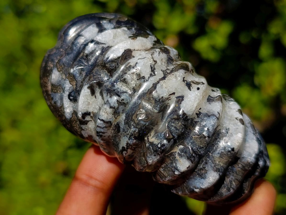 Polished Black Douvilleiceras Spiny Ammonite x 1 From Maintirano, Madagascar