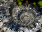 Polished Black Douvilleiceras Spiny Ammonite x 1 From Maintirano, Madagascar