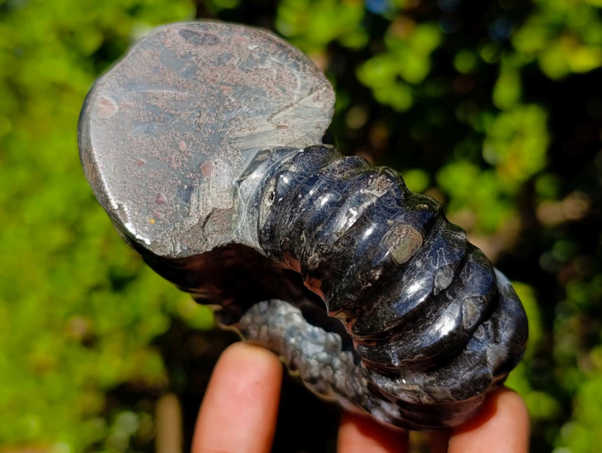 Polished Black Douvilleiceras Spiny Ammonite x 1 From Maintirano, Madagascar