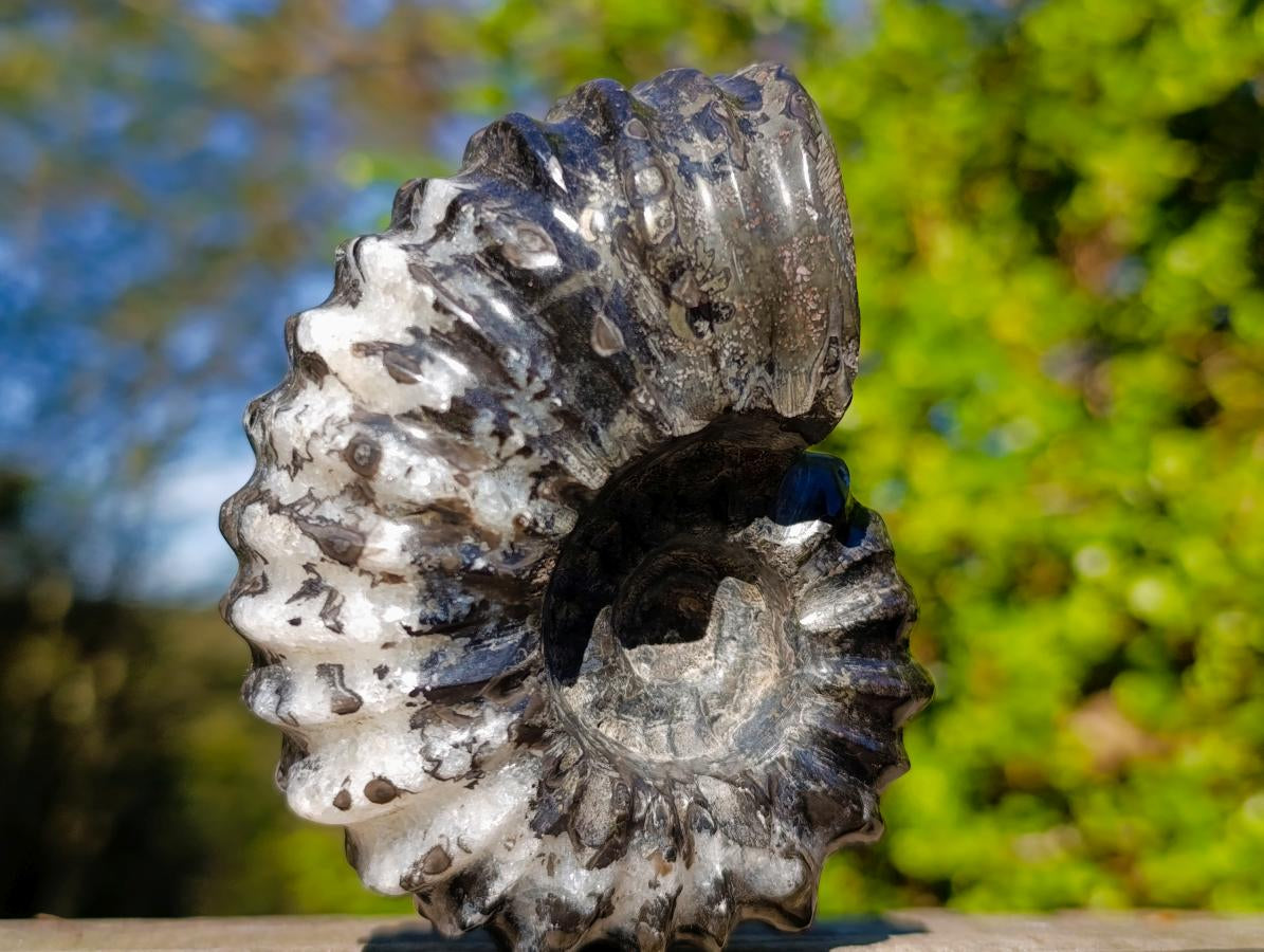 Polished Black Douvilleiceras Spiny Ammonite x 1 From Maintirano, Madagascar
