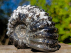 Polished Black Douvilleiceras Spiny Ammonite x 1 From Maintirano, Madagascar