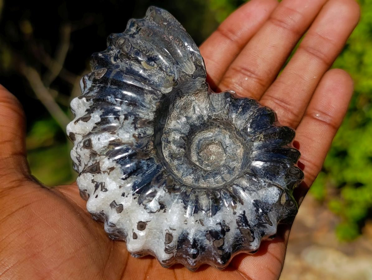 Polished Black Douvilleiceras Spiny Ammonite x 1 From Maintirano, Madagascar