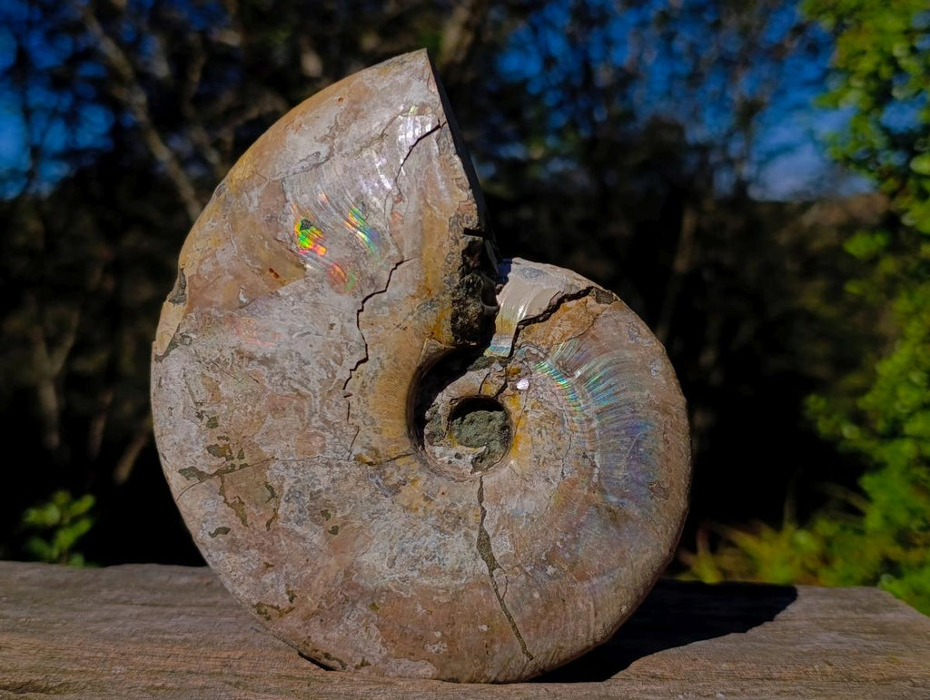 Natural Cabinet Size Iridescent Opalized Cleoniceras Ammonite Fossil x 1 From Tulear, Madagascar