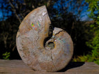 Natural Cabinet Size Iridescent Opalized Cleoniceras Ammonite Fossil x 1 From Tulear, Madagascar