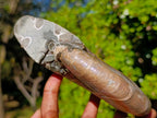 Natural Cabinet Size Iridescent Opalized Cleoniceras Ammonite Fossil x 1 From Tulear, Madagascar