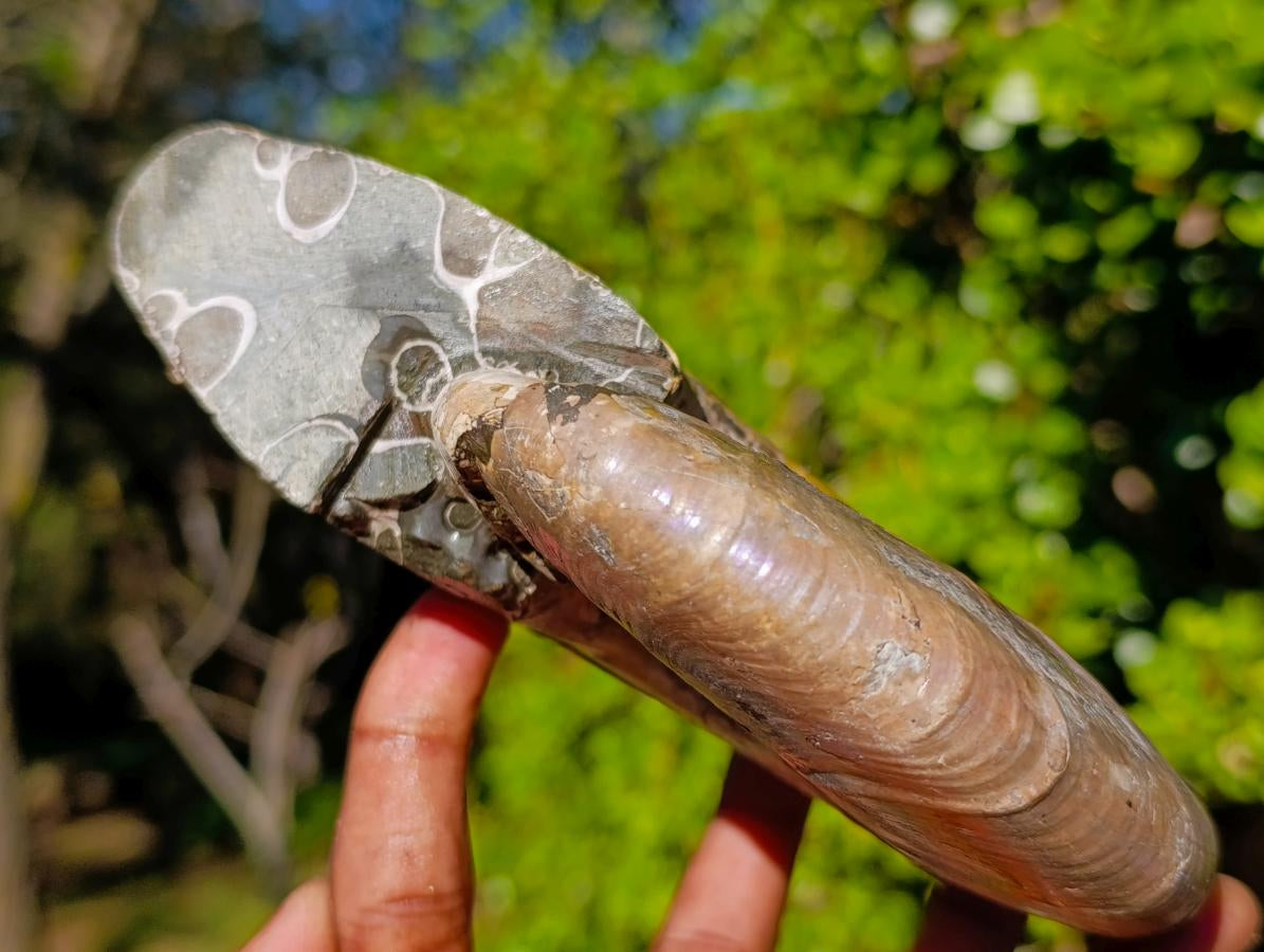 Natural Cabinet Size Iridescent Opalized Cleoniceras Ammonite Fossil x 1 From Tulear, Madagascar
