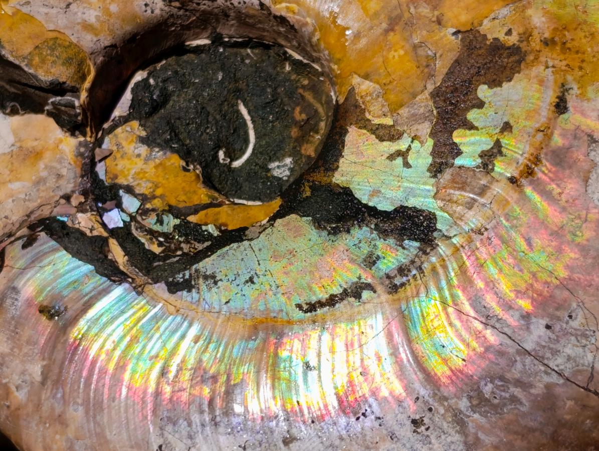 Natural Cabinet Size Iridescent Opalized Cleoniceras Ammonite Fossil x 1 From Tulear, Madagascar
