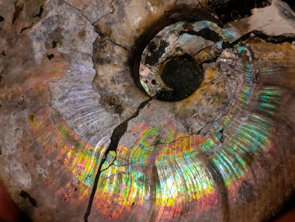 Natural Cabinet Size Iridescent Opalized Cleoniceras Ammonite Fossil x 1 From Tulear, Madagascar