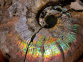 Natural Cabinet Size Iridescent Opalized Cleoniceras Ammonite Fossil x 1 From Tulear, Madagascar
