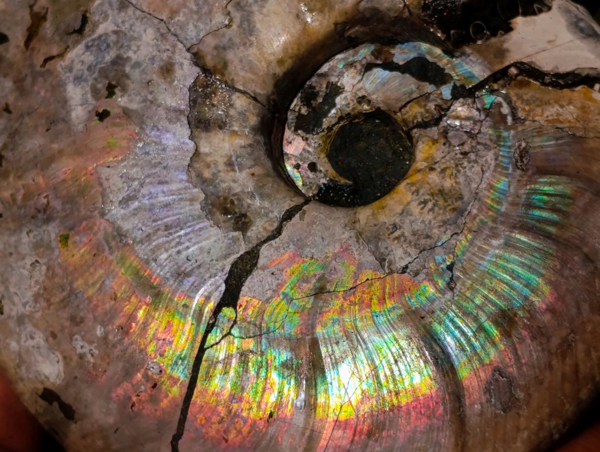 Natural Cabinet Size Iridescent Opalized Cleoniceras Ammonite Fossil x 1 From Tulear, Madagascar