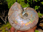 Natural Cabinet Size Iridescent Opalized Cleoniceras Ammonite Fossil x 1 From Tulear, Madagascar