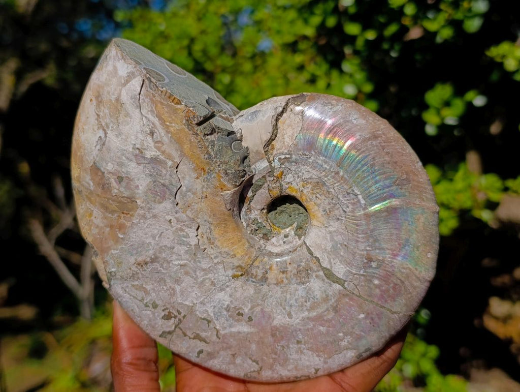 Natural Cabinet Size Iridescent Opalized Cleoniceras Ammonite Fossil x 1 From Tulear, Madagascar
