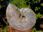 Natural Cabinet Size Iridescent Opalized Cleoniceras Ammonite Fossil x 1 From Tulear, Madagascar