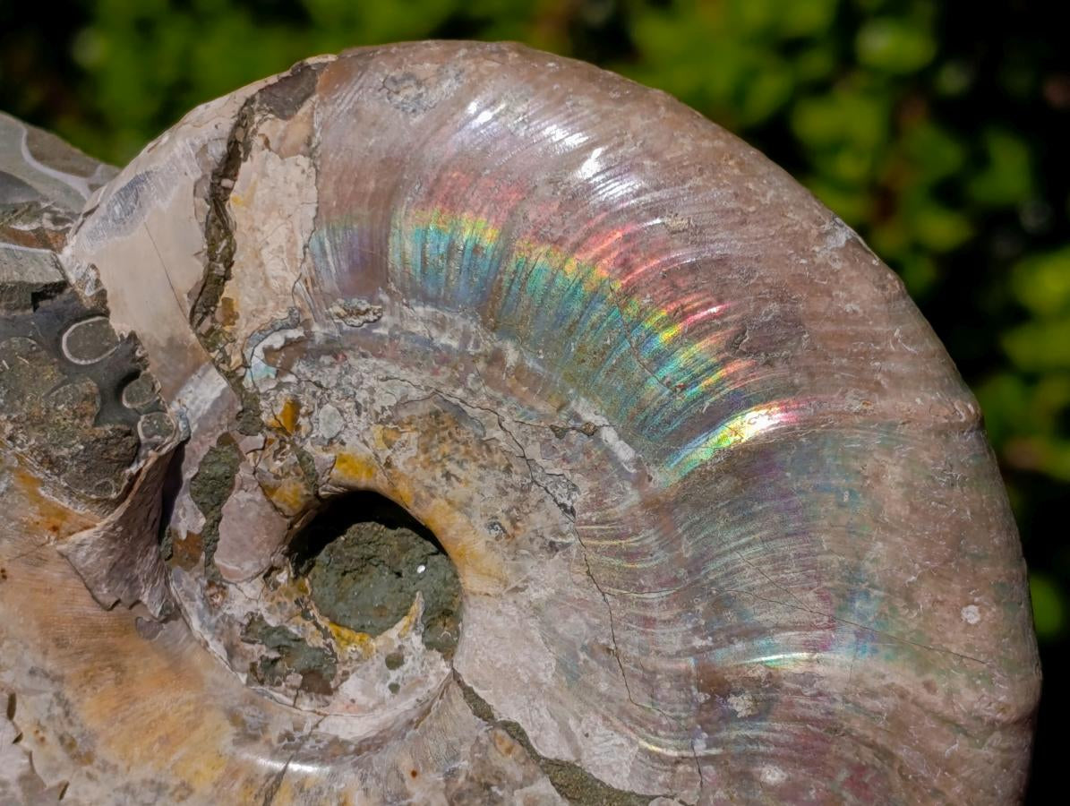 Natural Cabinet Size Iridescent Opalized Cleoniceras Ammonite Fossil x 1 From Tulear, Madagascar
