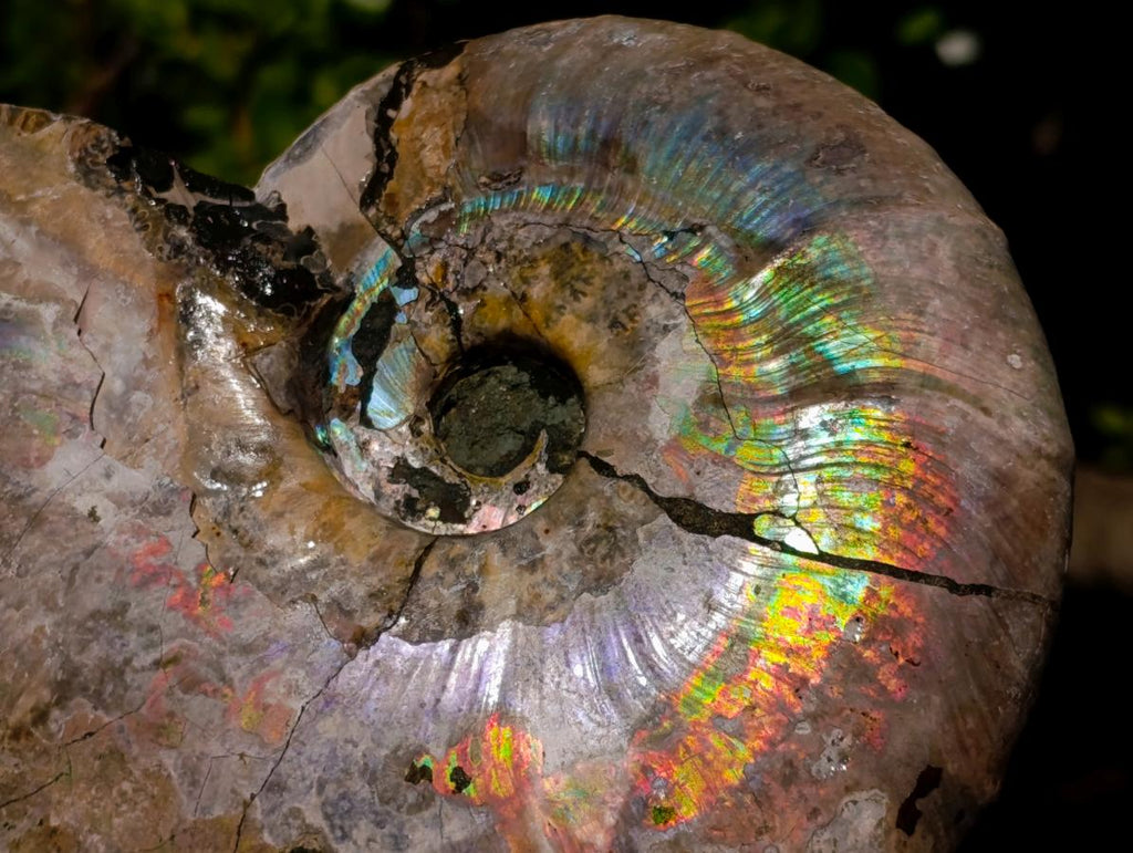 Natural Cabinet Size Iridescent Opalized Cleoniceras Ammonite Fossil x 1 From Tulear, Madagascar