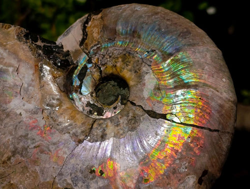 Natural Cabinet Size Iridescent Opalized Cleoniceras Ammonite Fossil x 1 From Tulear, Madagascar