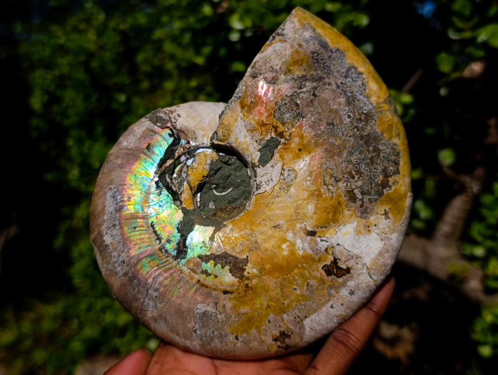 Natural Cabinet Size Iridescent Opalized Cleoniceras Ammonite Fossil x 1 From Tulear, Madagascar