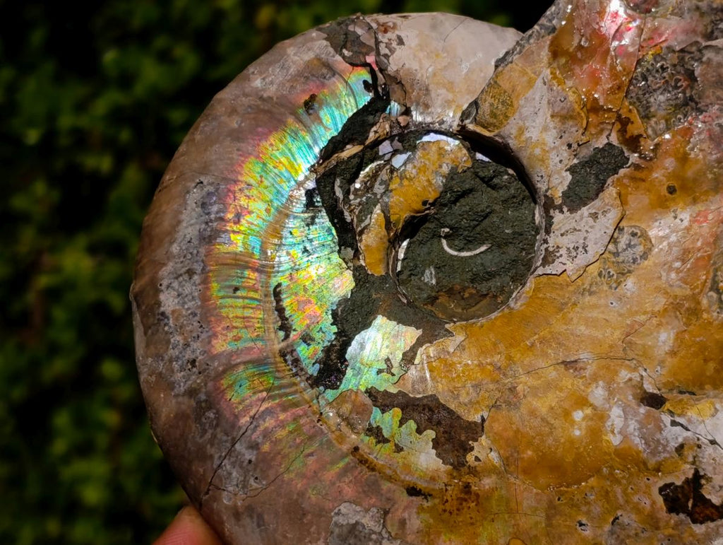 Natural Cabinet Size Iridescent Opalized Cleoniceras Ammonite Fossil x 1 From Tulear, Madagascar