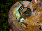 Natural Cabinet Size Iridescent Opalized Cleoniceras Ammonite Fossil x 1 From Tulear, Madagascar