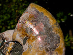 Natural Cabinet Size Iridescent Opalized Cleoniceras Ammonite Fossil x 1 From Tulear, Madagascar