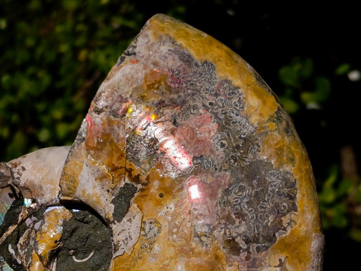 Natural Cabinet Size Iridescent Opalized Cleoniceras Ammonite Fossil x 1 From Tulear, Madagascar