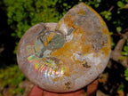 Natural Cabinet Size Iridescent Opalized Cleoniceras Ammonite Fossil x 1 From Tulear, Madagascar