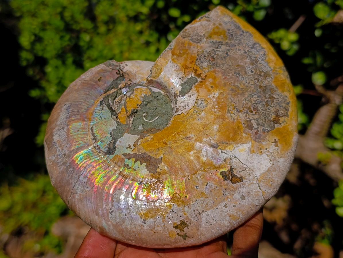 Natural Cabinet Size Iridescent Opalized Cleoniceras Ammonite Fossil x 1 From Tulear, Madagascar