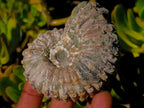 Natural Douvilleiceras White Spiny Ammonite x 1 From Tulear, Madagascar