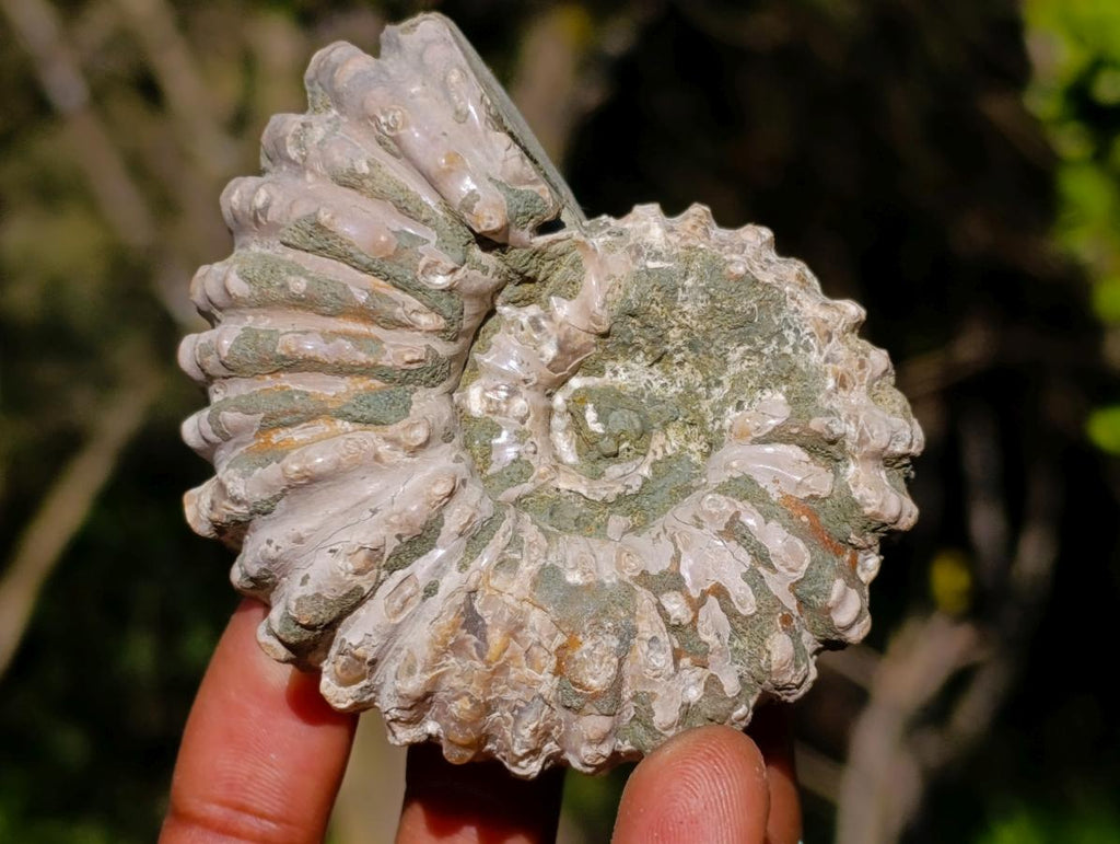 Natural Douvilleiceras White Spiny Ammonite x 1 From Tulear, Madagascar