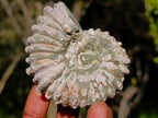 Natural Douvilleiceras White Spiny Ammonite x 1 From Tulear, Madagascar