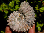 Natural Douvilleiceras White Spiny Ammonite x 1 From Tulear, Madagascar